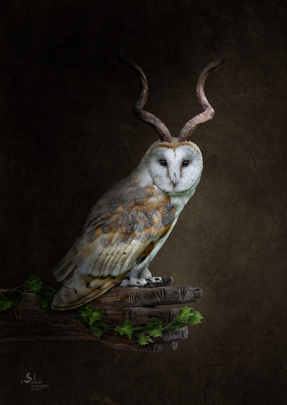 Sarah-Scaniglia-bestiaire-culture-fine-art-nantes-photographe-animaux-nanture-imaginaire-studio-photo-photoshop-compositing-artiste-chouette-cornes-antilope